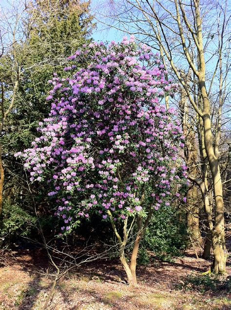 Rhododendron Tree Marc Sayce Flickr