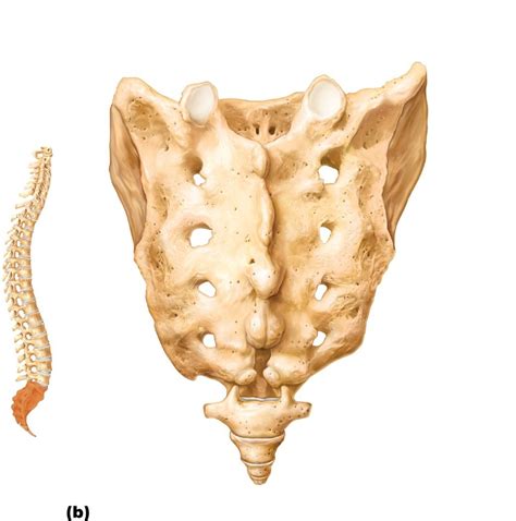 Sacrum Diagram | Quizlet
