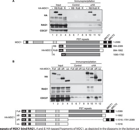 Figure 3 From A Dual Interaction Between The DNA Damage Response