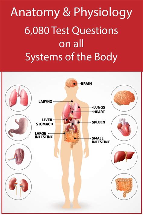 Study Guides For Anatomy And Physiology