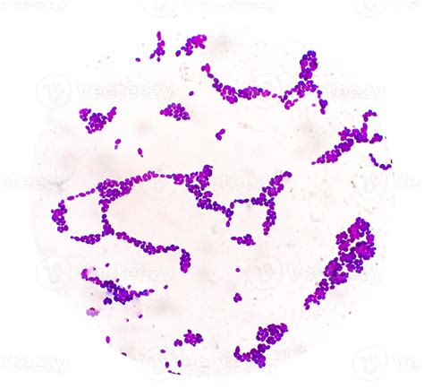 Candida Albicans Microscope Slide