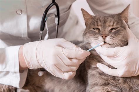 How Often Should You Take Your Cat To Vet And How Toripet