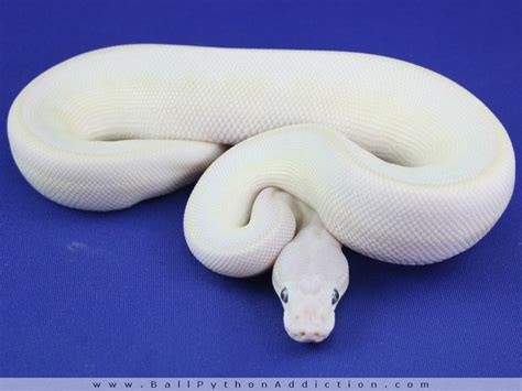 White Python Snake
