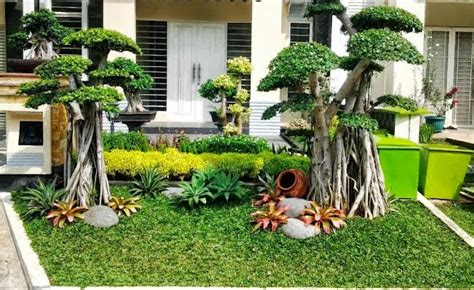 Jual Bonsai Beringin Korea Bonsai Cemara Udang Bonsai Pule Tukang