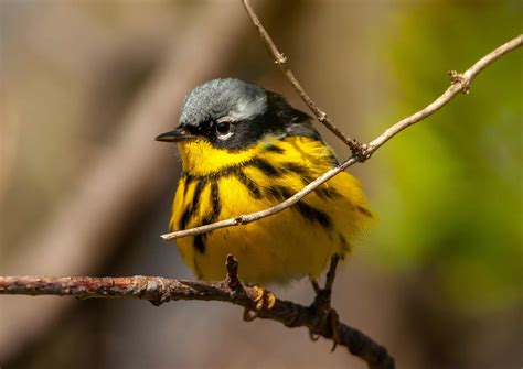 Magnolia Warbler A Z Animals