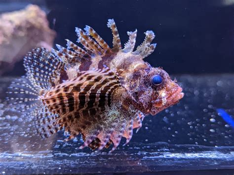 Fuzzy Dwarf Lionfish Venomous Barrier Reef Aquariums