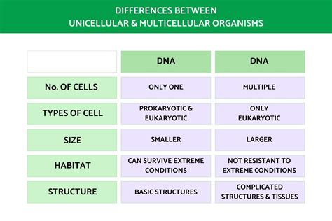 Difference Between Unicellular And Multicellular Organisms With Examples