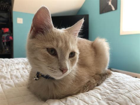 Lightly Toasted Loaf Rcatloaf