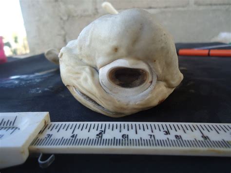 Cyclops of the Sea: Pictures of a One-Eyed Shark | Live Science