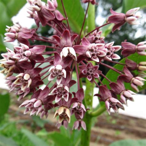 Milkweed Organic Seeds – Hudson Valley Seed Company