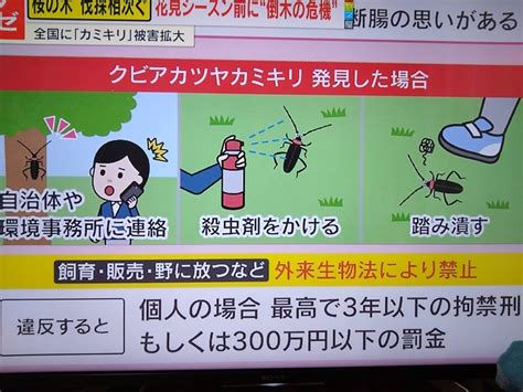 kyotostory