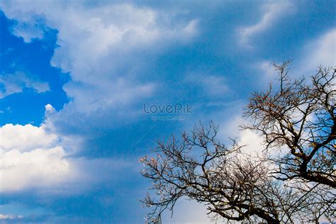 Withered Tree Picture And HD Photos | Free Download On Lovepik