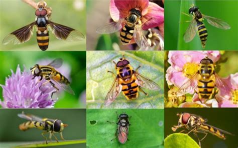 Need help with pollination and pest control? Attract hoverflies to your garden - Veggies Grow