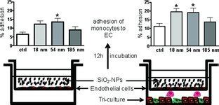 Amorphous Silica Nanoparticles Promote Monocyte Adhesion To Human