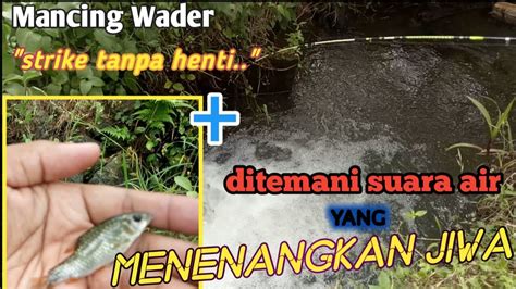 Mancing Wader Di Selokan Strike Bertubi Tubi Ditemani Gemericik Air