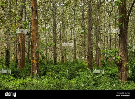 Teak Forest Hi Res Stock Photography And Images Alamy