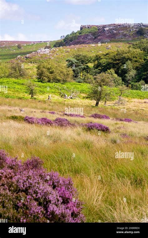 Derbyshire Uk 20 Aug 2020 The Peak District Landscape Is Sublime In August When Flowering