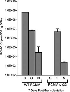 RCMV Detection In Graft And Native Hearts And SMG From WT RCMV And