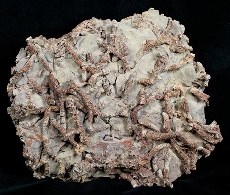 Spectacular Devonian Coral Plate From Arizona For Sale (#4044 ...