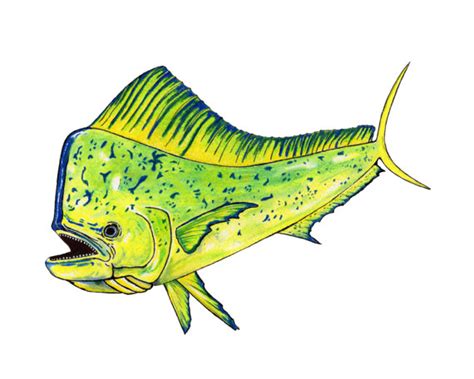 Mahi Mahi Drawing At Getdrawings Free Download