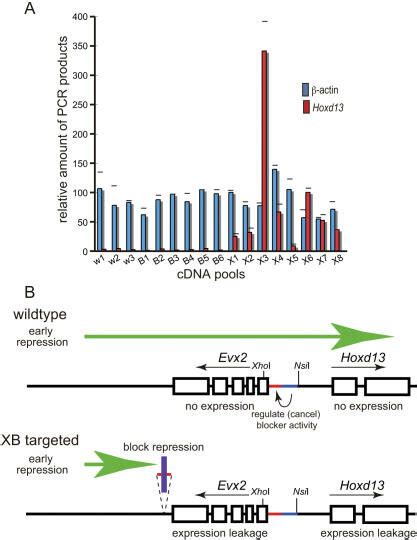 Premature Expression Of Hoxd13 Observed In Xb Targeted Transgenic Mice