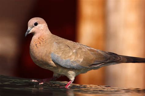 BIRDS OF MAURITIUS