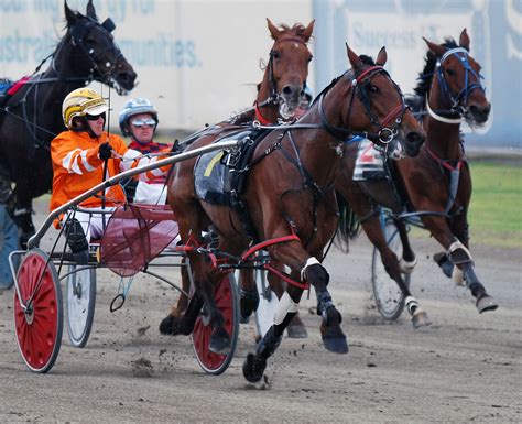 Harness Racing — John Tapp Racing