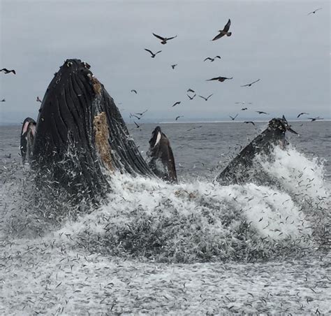 Whale Watching in California, Avila Beach, Pismo Beach and San Luis Obispo area - California's ...