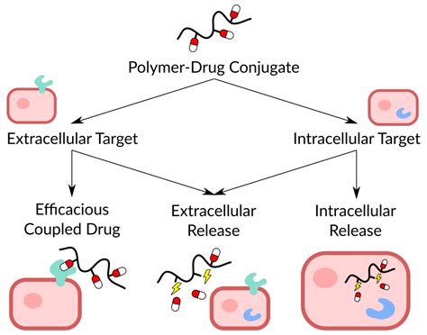 Polymer Drug Conjugates Idea And Implementation Tina Borke