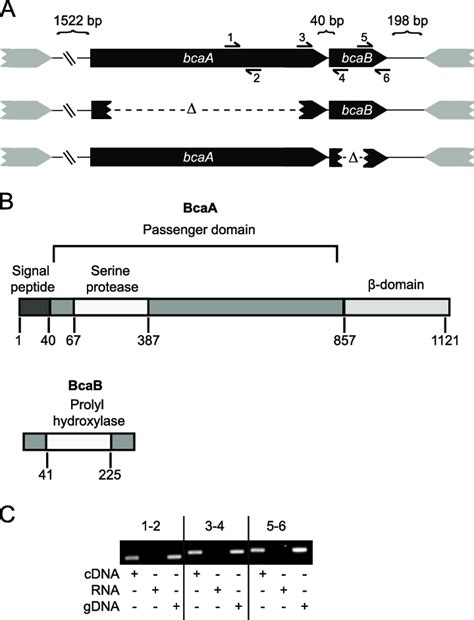 bcaA and bcaB appear to form an operon. (A) Genetic organization of the ...