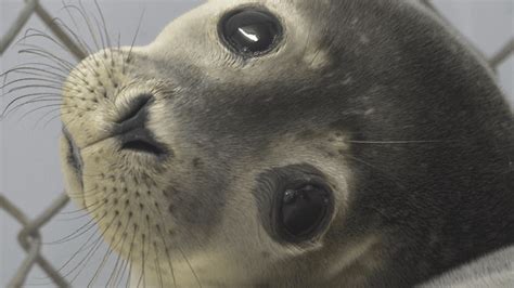 Increased Seal Encounters Leading To More Seals In Rehabilitation Centers