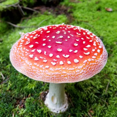 Amanita Muscaria Free Stock Photo Public Domain Pictures