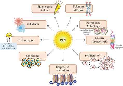 Crosstalk Of Ros And The Hallmarks Of Aging The Excessive Production