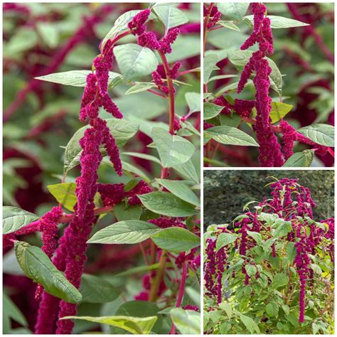 Love Lies Bleeding Heirloom Amaranth Seeds Foxtail Or Tassle Flower