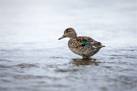 Blue-winged Geese (Cyanochen cyanoptera) | Earth Life