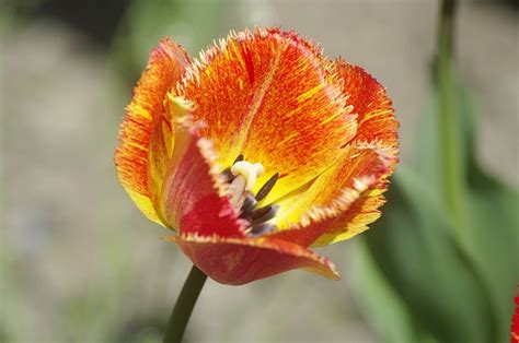 Tulipa Orange Tulip Flor De Foto Gratuita No Pixabay Pixabay