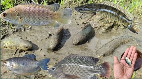 Berhasil Tangkap Ikan Sepat Kecil Dalam Lubang Ada Ikan Gabus Ikan