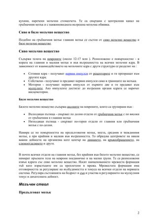 главен мозък | PDF