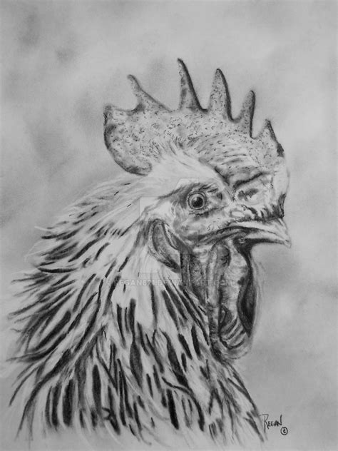 Rooster In Charcoal And Pencil By Regan621 On Deviantart