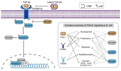 Biomolecules Free Full Text Role Of Tgf Beta Signaling In Beta Cell