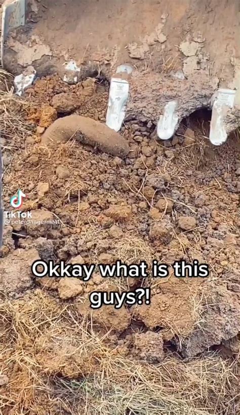 A rare underground garloid has been seen! : r/garloids