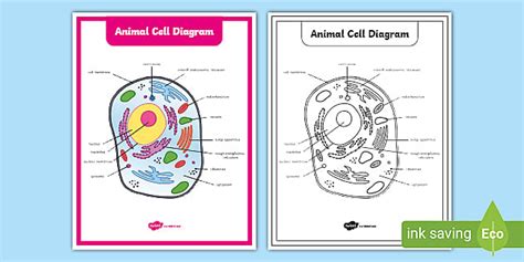 What Is A Cell Twinkl Teaching Wiki Twinkl