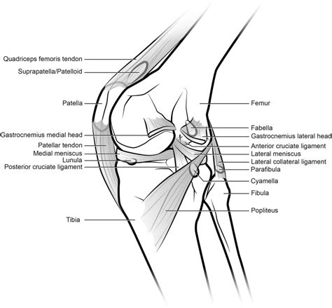 Generalized knee showing sesamoid bones found in various mammals ...