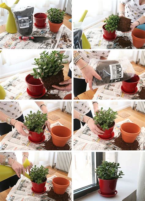 Repotting 101 Our Step By Step Guide To Repotting Green Thumb Flora