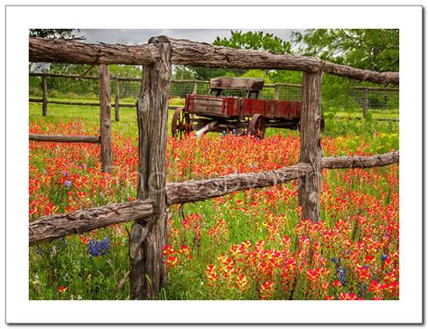 Texas Wildflower Indian Paintbrush Wagon Red original photograph
