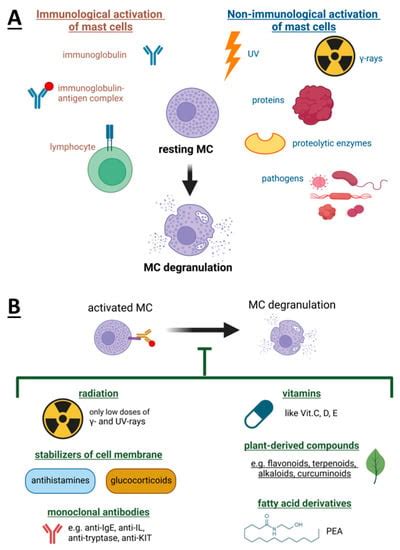 Cells Free Full Text Mast Cells As A Targeta Comprehensive Review