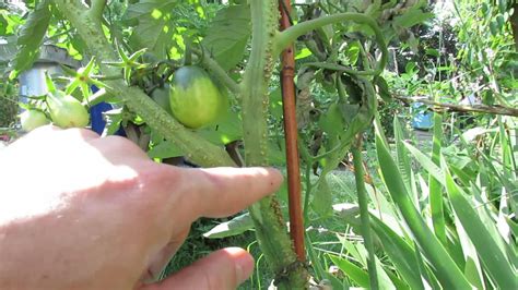 What Are Those Bumps On My Tomato Plant Stems The Rusted Garden