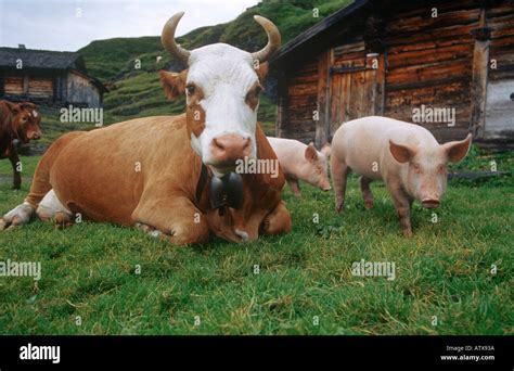 Cows And Pigs On Meadow Stock Photo 3057977 Alamy