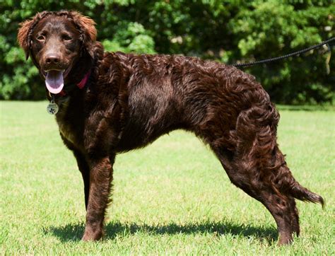 Brittany Spaniel Lab Mix