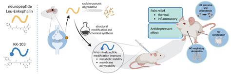 Opioid Analogue for Pain Relief and Antidepressant Effects | Laboratory ...